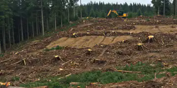 Ilustrasi deforestasi