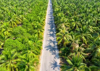 Aerial view of a paved road running through a dense palm tree plantation on both sides.