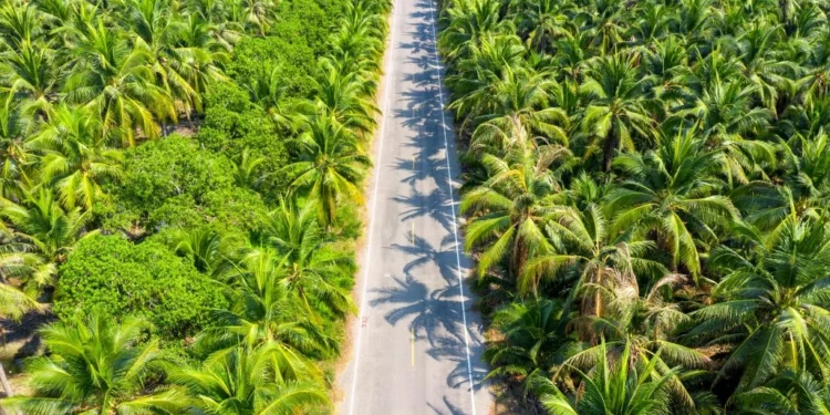 - Pratama Institute Aerial view of a paved road running through a dense palm tree plantation on both sides.