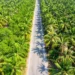 Aerial view of a paved road running through a dense palm tree plantation on both sides.